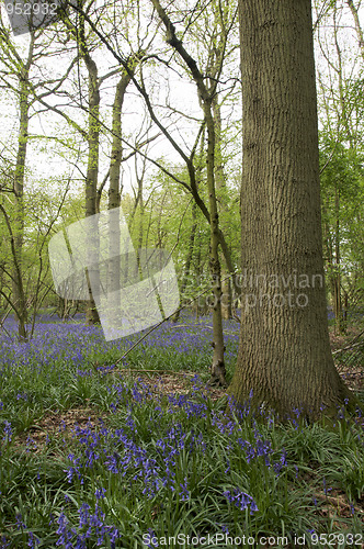 Image of Bluebells