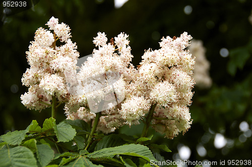 Image of Horse chestnut 