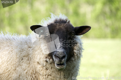 Image of Sheep