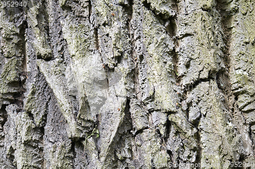 Image of Tree trunk