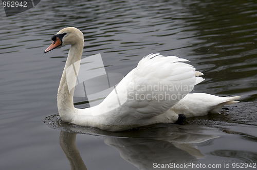 Image of Mute swan
