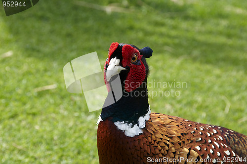 Image of Pheasant