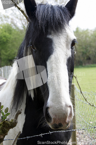 Image of Horse