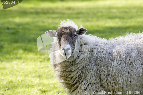 Image of Sheep