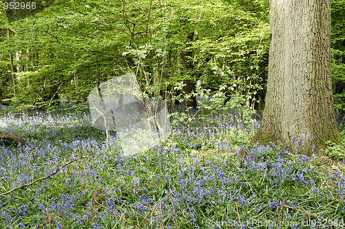 Image of Bluebells