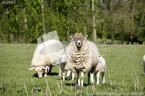 Image of Sheep