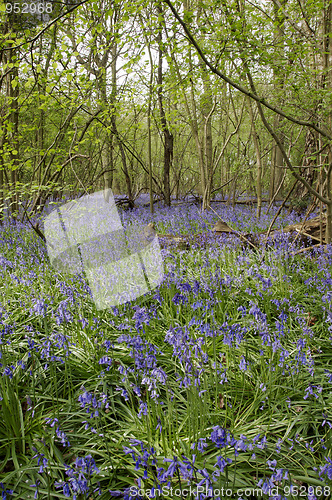 Image of Bluebells