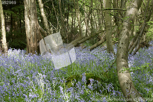 Image of Bluebells