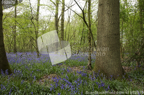 Image of Bluebells