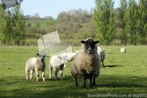 Image of Sheep