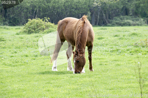 Image of Horse