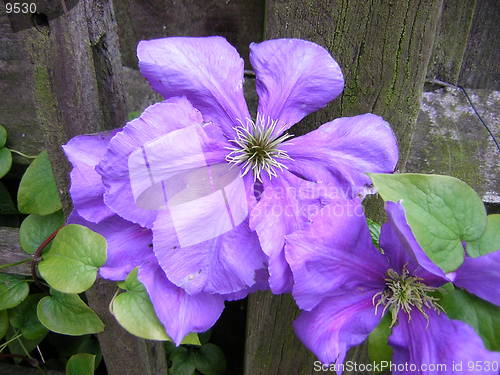 Image of Purple Clematis