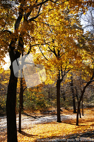 Image of Autumn in the park.