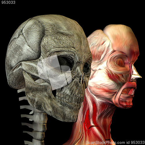 Image of Human head with muscles and as skulls