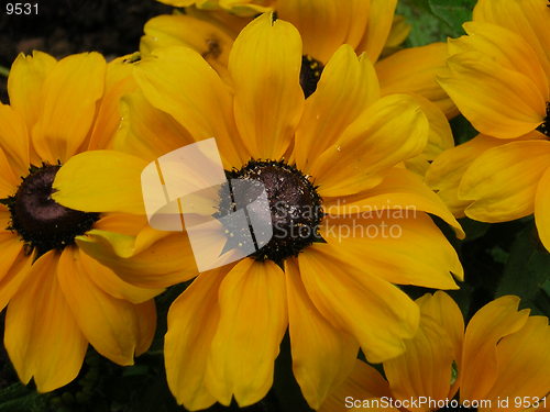 Image of Yellow Flower