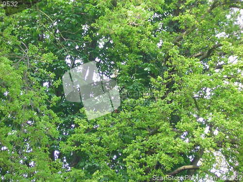 Image of Trees