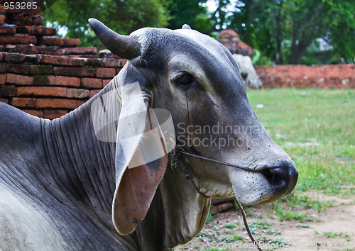 Image of Sad Cow Natives Countryside in Thailand