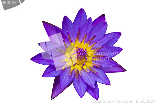 Image of Purple Lotus on White Background 