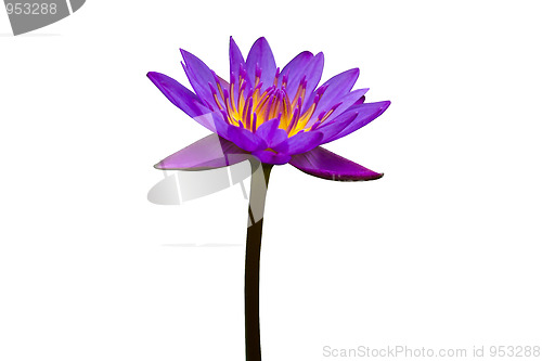 Image of Purple Lotus on White Background