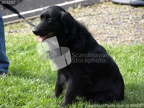 Image of Black Lab