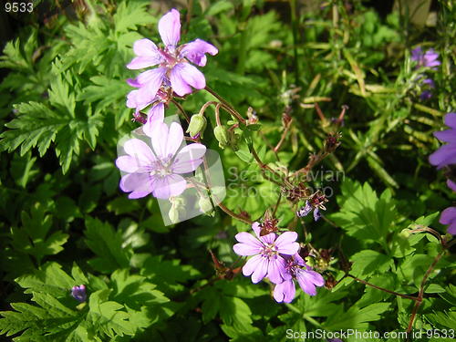 Image of Wildflower