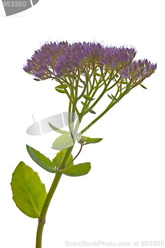 Image of Beautiful purple flower