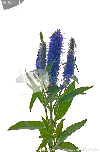 Image of Veronica flowering spikes