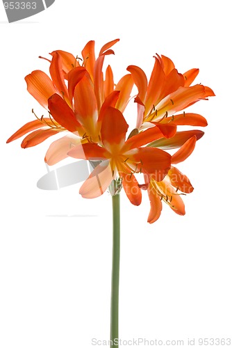 Image of Orange lilys