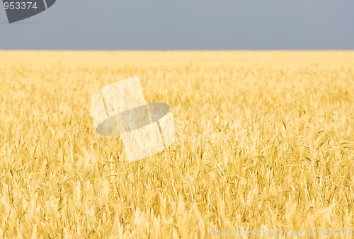 Image of Yellow wheat field