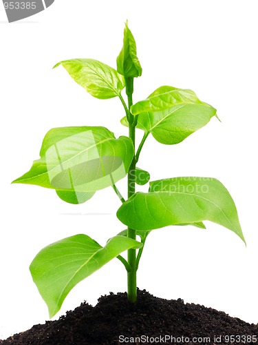 Image of Plant and soil