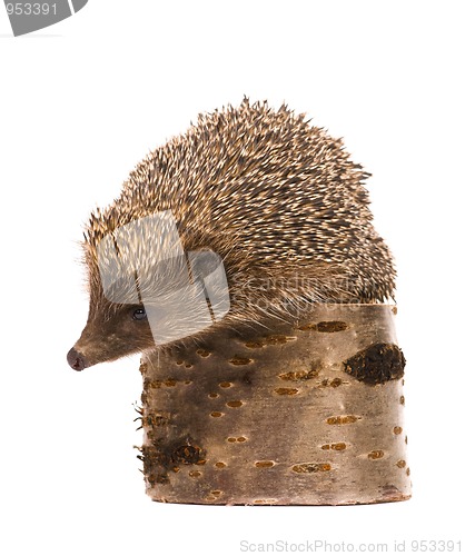 Image of Hedgehog