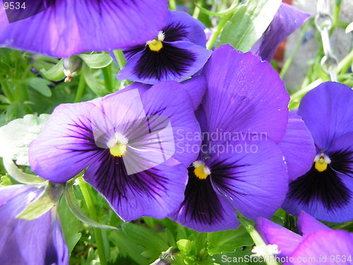 Image of pansy