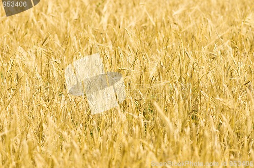 Image of Yellow wheat field