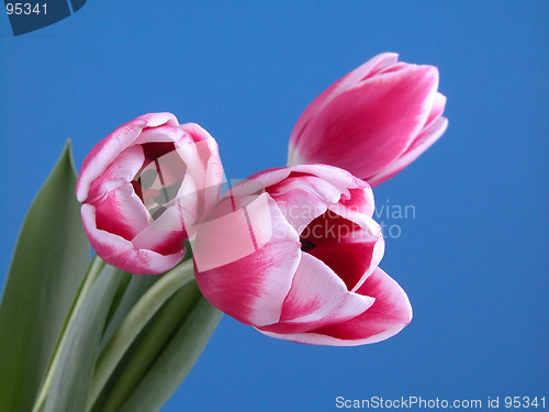 Image of beauty in pink