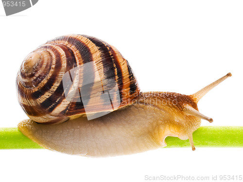 Image of Snail