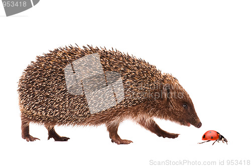 Image of Hedgehog