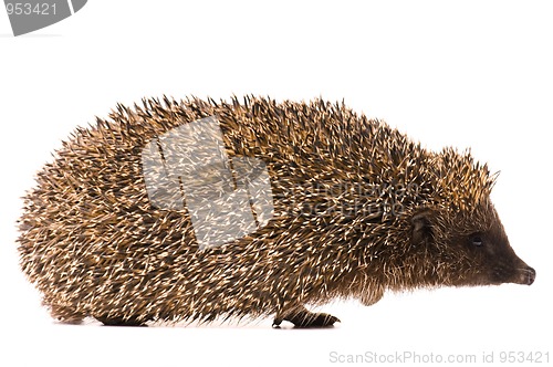 Image of Hedgehog