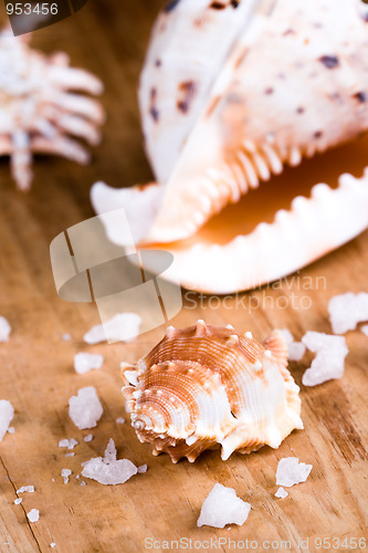 Image of seashells and salt 