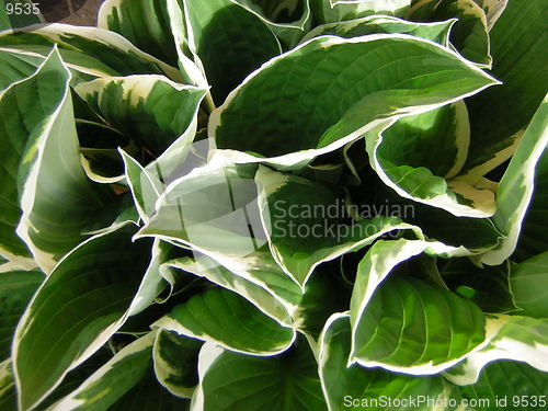 Image of hosta