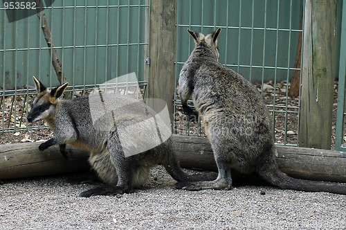 Image of kangaroos