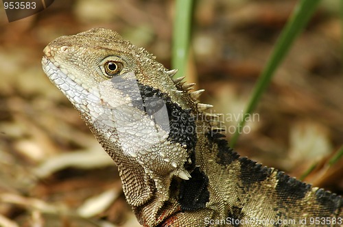 Image of lizzard