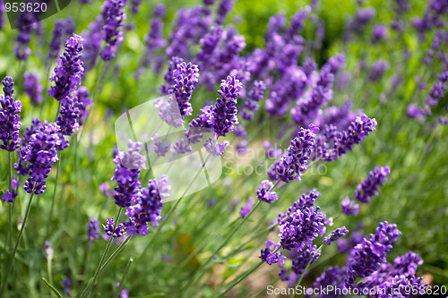 Image of Lavender