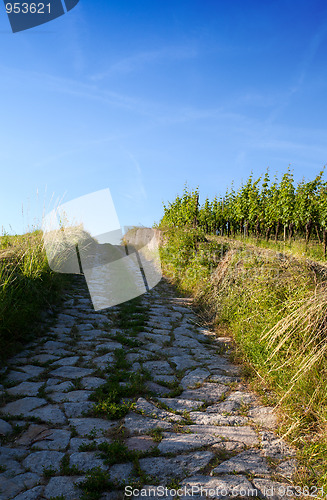 Image of Vineyard in Southwest Germany