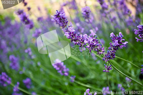 Image of Lavender