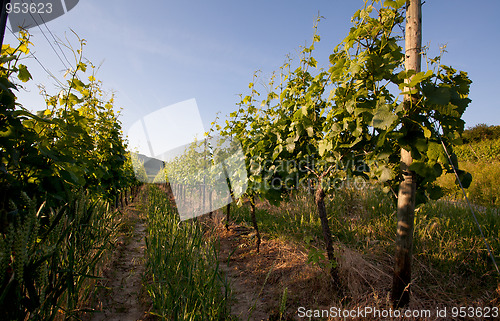 Image of Vineyard in Southwest Germany