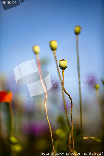 Image of Wild Poppies