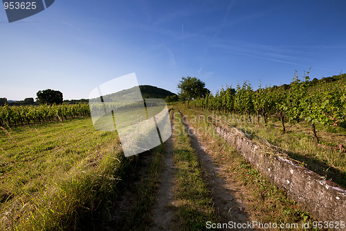 Image of Vineyard in Southwest Germany