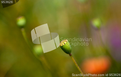 Image of Wild Poppies