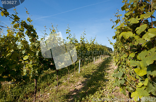 Image of Vineyard in Southwest Germany