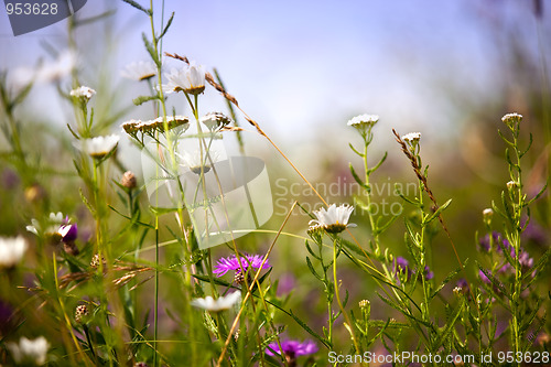 Image of Summer meadow